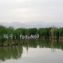 ֦Ҷï