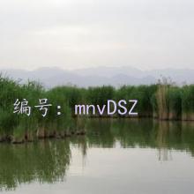 ѹ