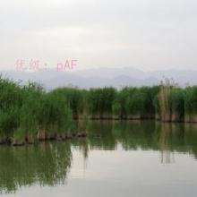 ĩ